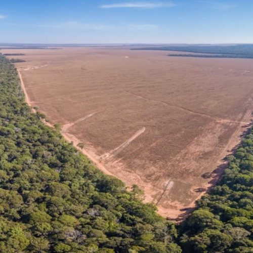 O Desmatamento da Amazônia: Uma Crise Ambiental