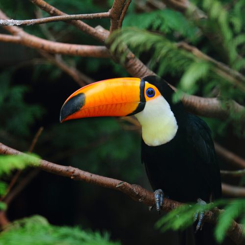 A selective focus shot of a toucan standing on a tree branch